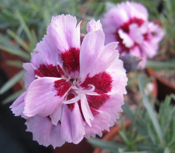 Dianthus 'Whatfield Gem'